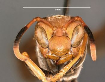 Media type: image;   Entomology 33143 Aspect: head frontal view